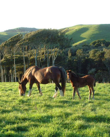 Ratamill Stud, New Zealand - Sport Horses For Sale